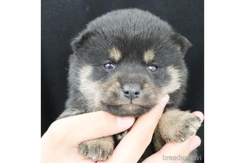 成約済の愛知県の柴犬-219340の4枚目